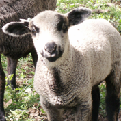 CVM / Romeldale Sheep